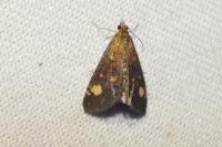 Pyrausta aurata