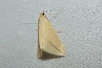 Rhodometra sacraria