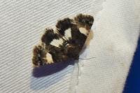 Tyta luctuosa