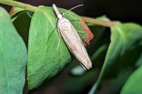 Agriphila