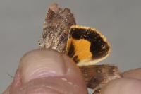 Noctua janthe
