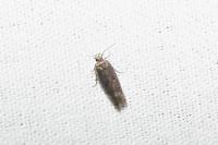 Bryotropha