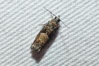Epinotia immundana
