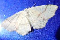 Cyclophora punctaria