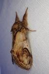 Notodonta ziczac