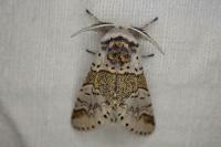 Furcula furcula