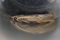 Agriphila geniculea