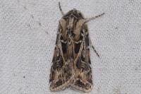 Agrotis vestigialis