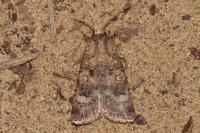 Agrotis trux