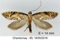 Acrolepiopsis marcidella