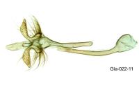 Acrolepiopsis marcidella