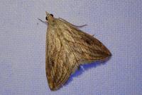 Evergestis forficalis