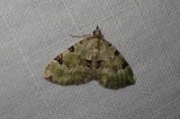 Colostygia pectinataria