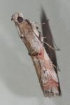 Pempelia palumbella