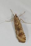 Nomophila noctuella