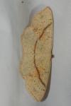 Cyclophora punctaria