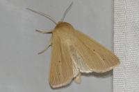 Mythimna pallens