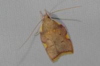 Carcina quercana