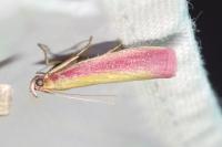 Oncocera semirubella