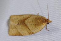 Clepsis rurinana