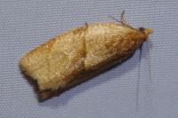 Clepsis rurinana