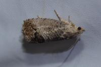 Cydia splendana