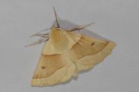Crocallis elinguaria
