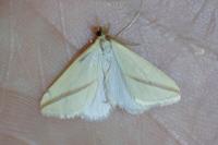Rhodometra sacraria