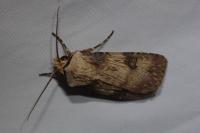 Agrotis puta