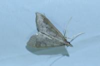 Mecyna asinalis