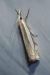 Crambus pascuella