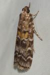 Dioryctria sylvestrella