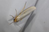 Eilema caniola