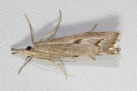 Agriphila geniculea