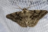 Pseudoterpna coronillaria