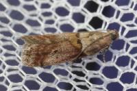 Acrobasis consociella