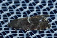 Cydia coniferana