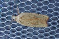 Agonopterix nervosa