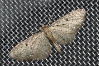 Eupithecia virgaureata
