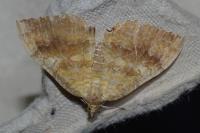 Camptogramma bilineata