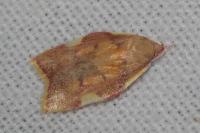 Carcina quercana