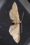 Eupithecia absinthiata