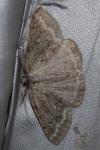 Pseudoterpna coronillaria