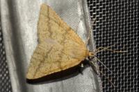 Aspitates ochrearia