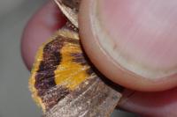 Noctua janthe