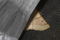 Crocallis elinguaria
