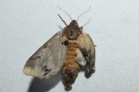 Thaumetopoea