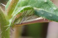 Oncocera semirubella