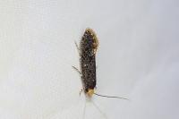 Monopis laevigella/weaverella