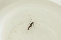 Parectopa ononidis